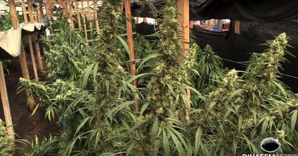 Dinafem heart africa