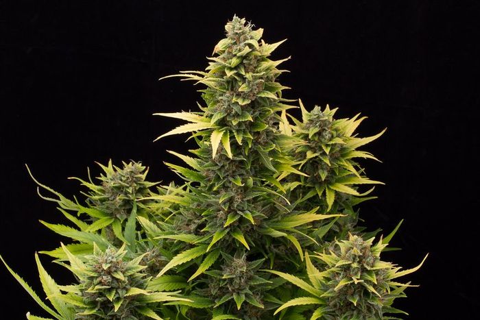 Original Amnesia Auto de Dinafem