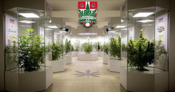 Hemp Embassy musee Vienne cannabis