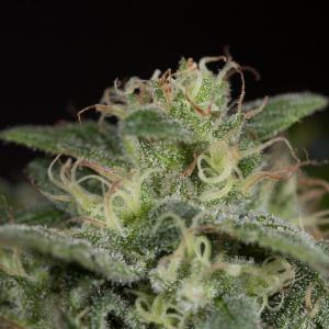 Buy Sapphire Og Humboldt Seeds