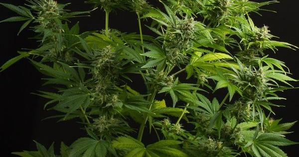 haze autofloreciente