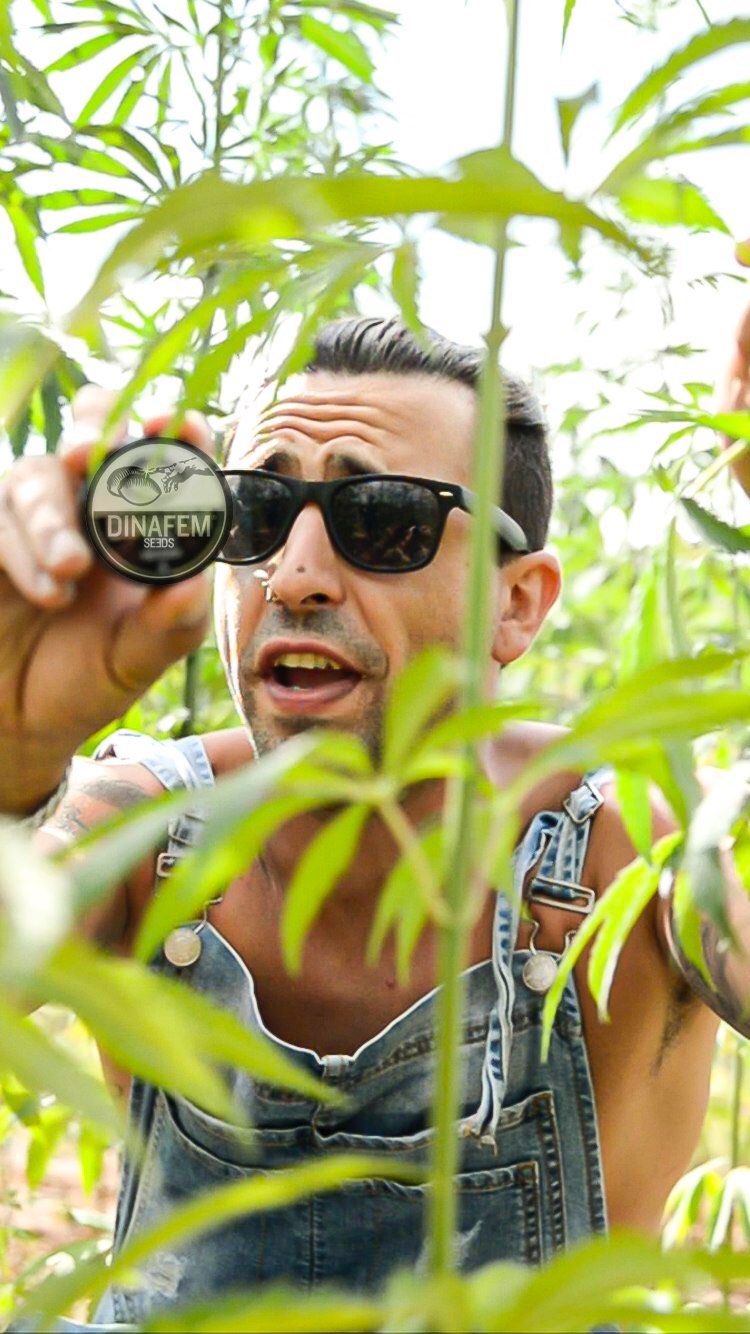 Dinafem Seeds Wirkt Am Neuen Videoclip Mery Jane Der Band Kulto Kultibo Mit dinafem