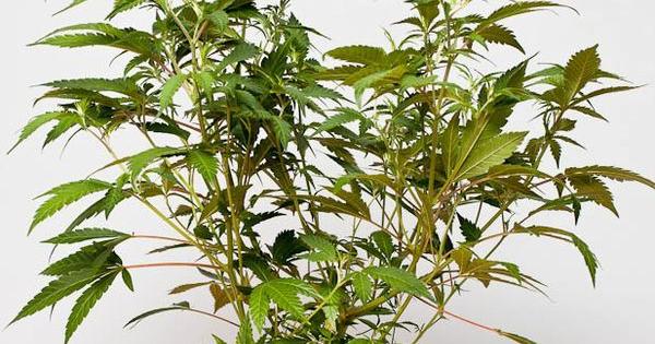 l eau et l arrosage du cannabis brefs notes d