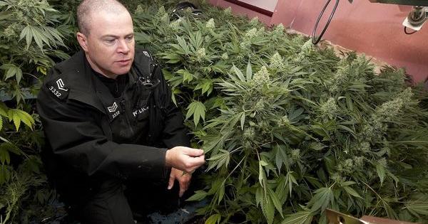 marihuana islas britanicas