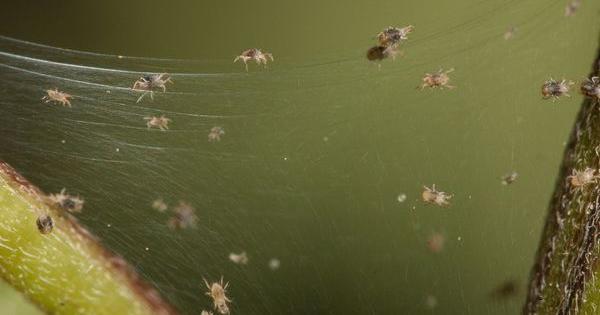 marijuana pests spider grow