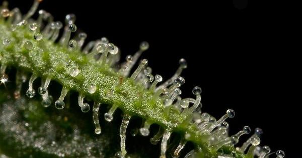 best time harvest cannabis