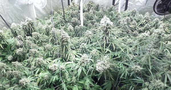 moby dick xxl auto cultivo autoflorecientes i