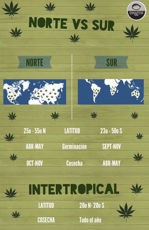 plantar marihuana hemisferios