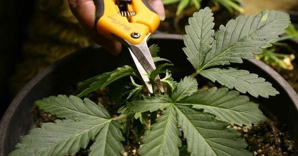 pruning cannabis