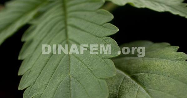 recetas medicinales con marihuana o cannabis