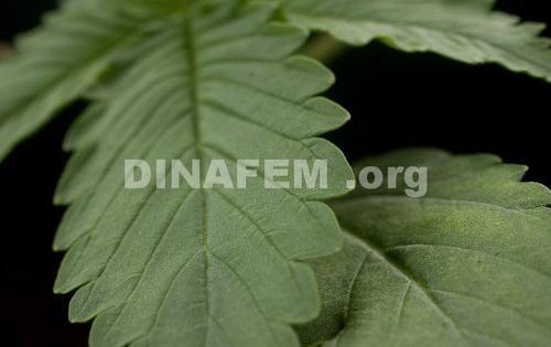 recettes medicinales marijuana