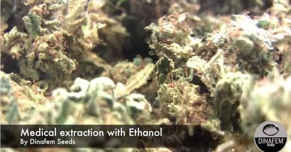 video extraccion aceite cannabis rico en CBD 