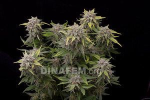 white widow autofloreciente