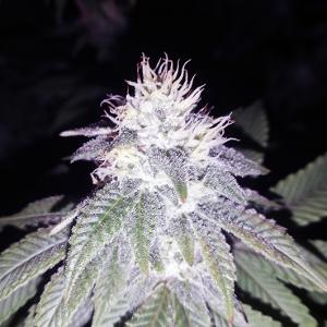 Gorilla Seeds Buy Gorilla Feminized Cannabis Seeds